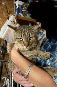 Help Needed for a Great Kitty