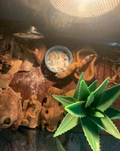 Leopard Gecko