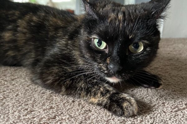 Calico Cat