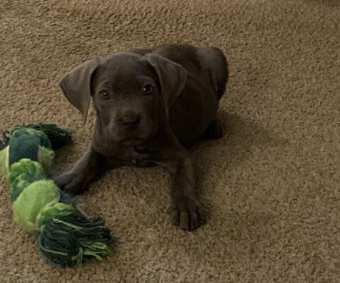 Great Dane Mix Puppy