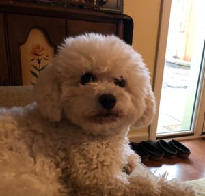 Loving Bichon Frise Needs a Quiet Home