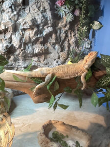 Bearded Dragon With Custom Built Tank