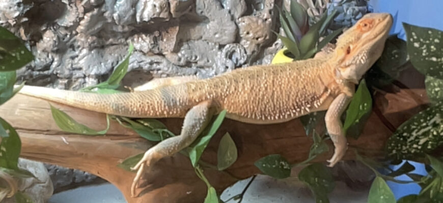 Bearded Dragon With Custom Built Tank