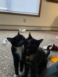 Need a Good Home