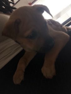 Puppy Needs Affection and Family