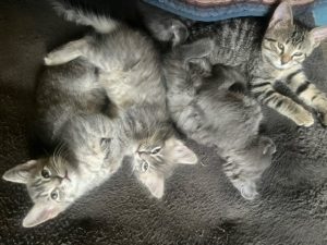 9 kittens- socialized with other cats and dog!
