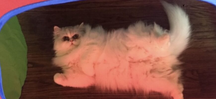 White Persian Cat