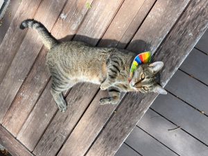 Chiqui kitty needs a new home.