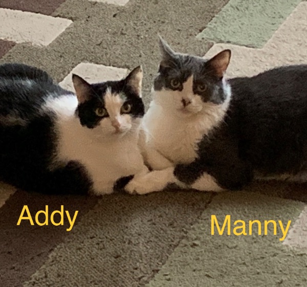 Cat Siblings Looking for a Good Home