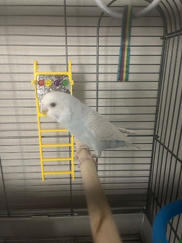 Sweet Parakeet
