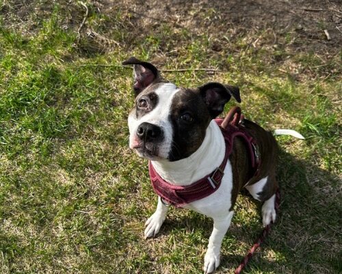 Kaya Jones Needs a Home, with her love you’ll never be alone.