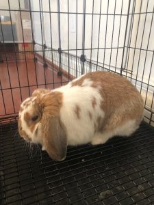 Male Holland Lop Bunny