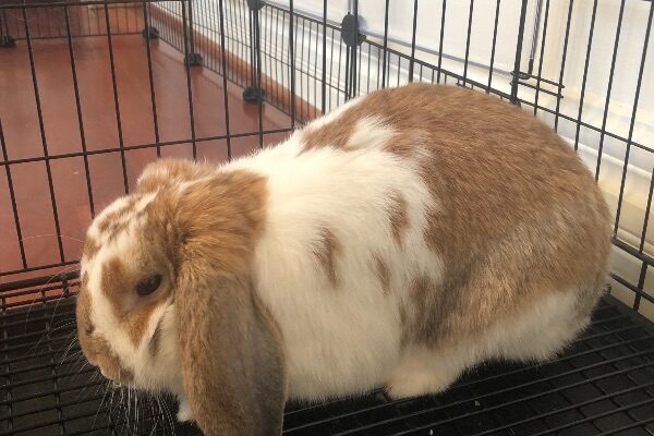 Male Holland Lop Bunny