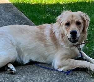 Penny is an amazing Golden!