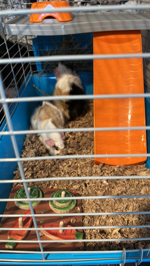 Guinea Pigs Female