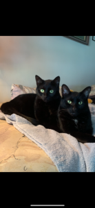 This bonded pair of cats needs new home.