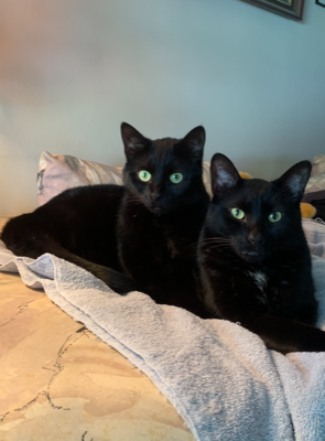 This bonded pair of cats needs new home.