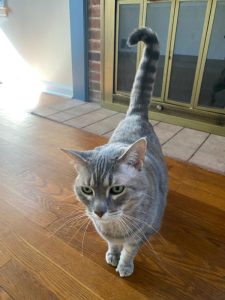 Lovey Dovey Cat Needs a Home