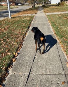 Rottweiler in Need of Special Care