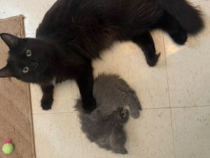 Mama cat, Wolfie, is looking for forever home!