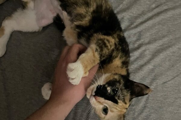 Female Cuddly Calico for Rehome