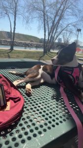 Coco needs a new permanent home.