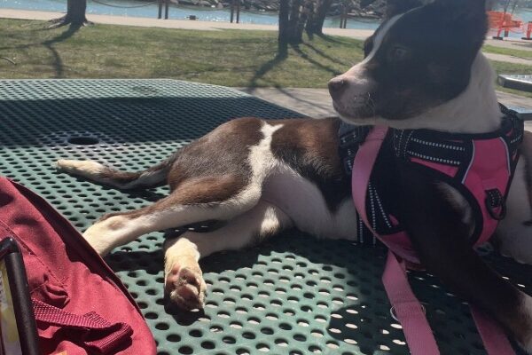 Coco needs a new permanent home.