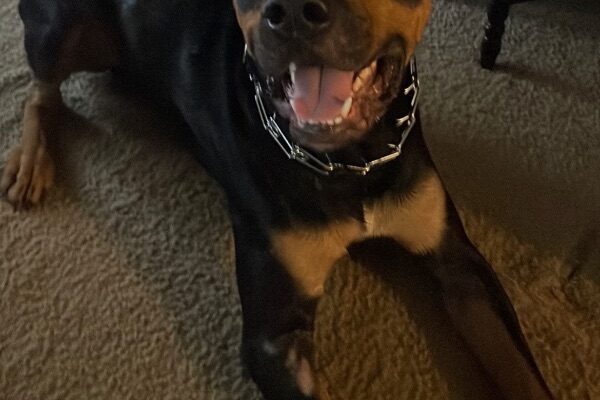 Junkyard the Rottweiler