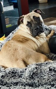 Good Girl Needs Home