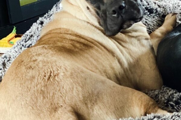 Good Girl Needs Home
