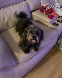 Adorable, smart, obedient, and affectionate Morkiepoo needs a new loving home with no children or other animals. He will be the sweetest dog you ever had!