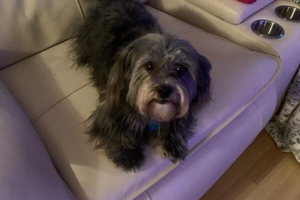 Adorable, smart, obedient, and affectionate Morkiepoo needs a new loving home with no children or other animals. He will be the sweetest dog you ever had!