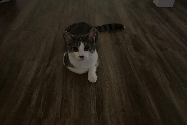Lovable Kitty for Rehoming