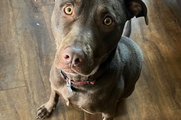 Busy Lab Needs an Active Family