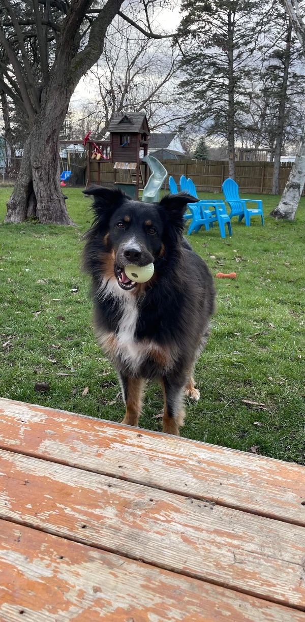 Rehoming Australian Shepherd Male
