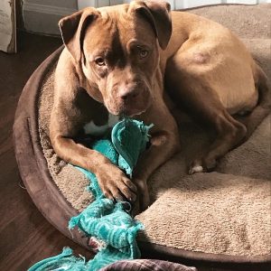 Sweet Snuggler Needs to be the Only Pet