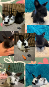 The sweetest baby bunnies need a home!