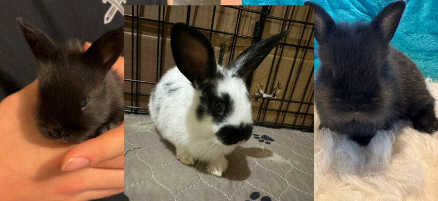 The sweetest baby bunnies need a home!