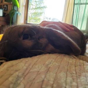 Sweet Pet Rabbit