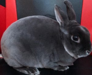 Rabbit Needs a New Home