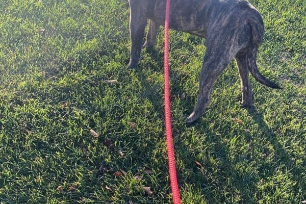 I need a home where I can have plenty of love and time!