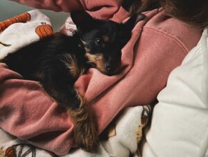 sweet energetic puppy
