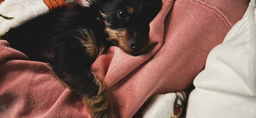 sweet energetic puppy