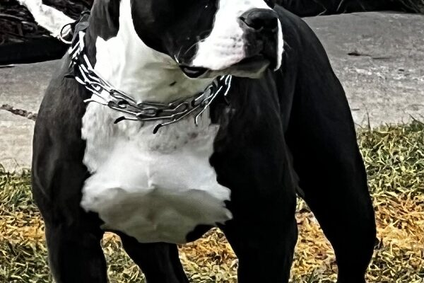 Jaxx So Lax