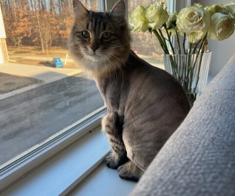 Rocky Needs a Loving Family