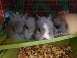 Baby Bunnies