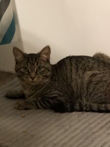 Young tabby in need of loving home