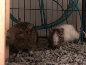 Dynamic Degu Duo