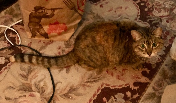 Sweet, Wonderful Adult Companion