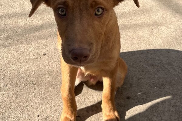 Winston’s waiting for his fur-ever home!